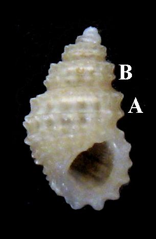 Rissoidae nel Mediterraneo: Genere Alvania